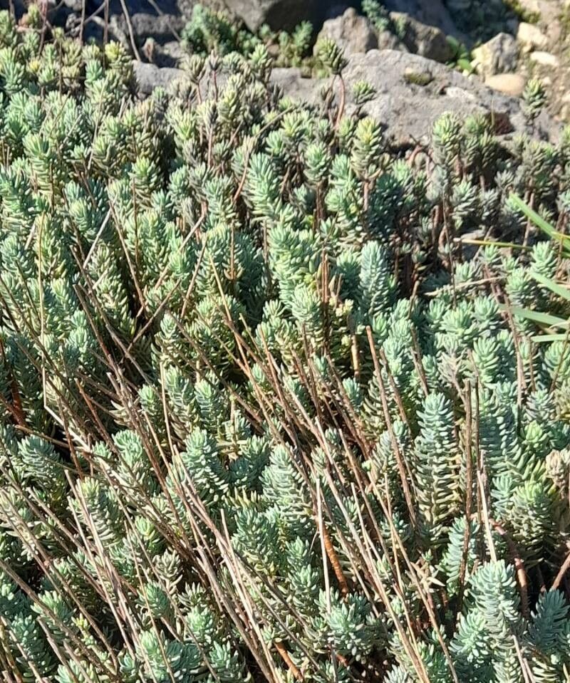 Petrosedum × luteolum habit