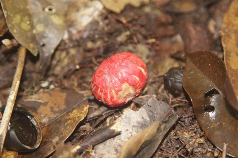 Protium cuneatum fruit