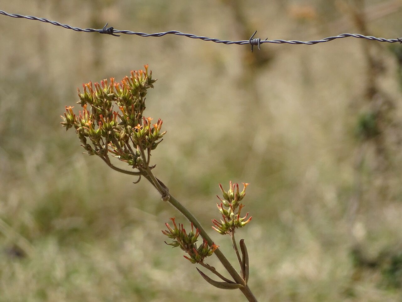 Kalanchoe lanceolata flower