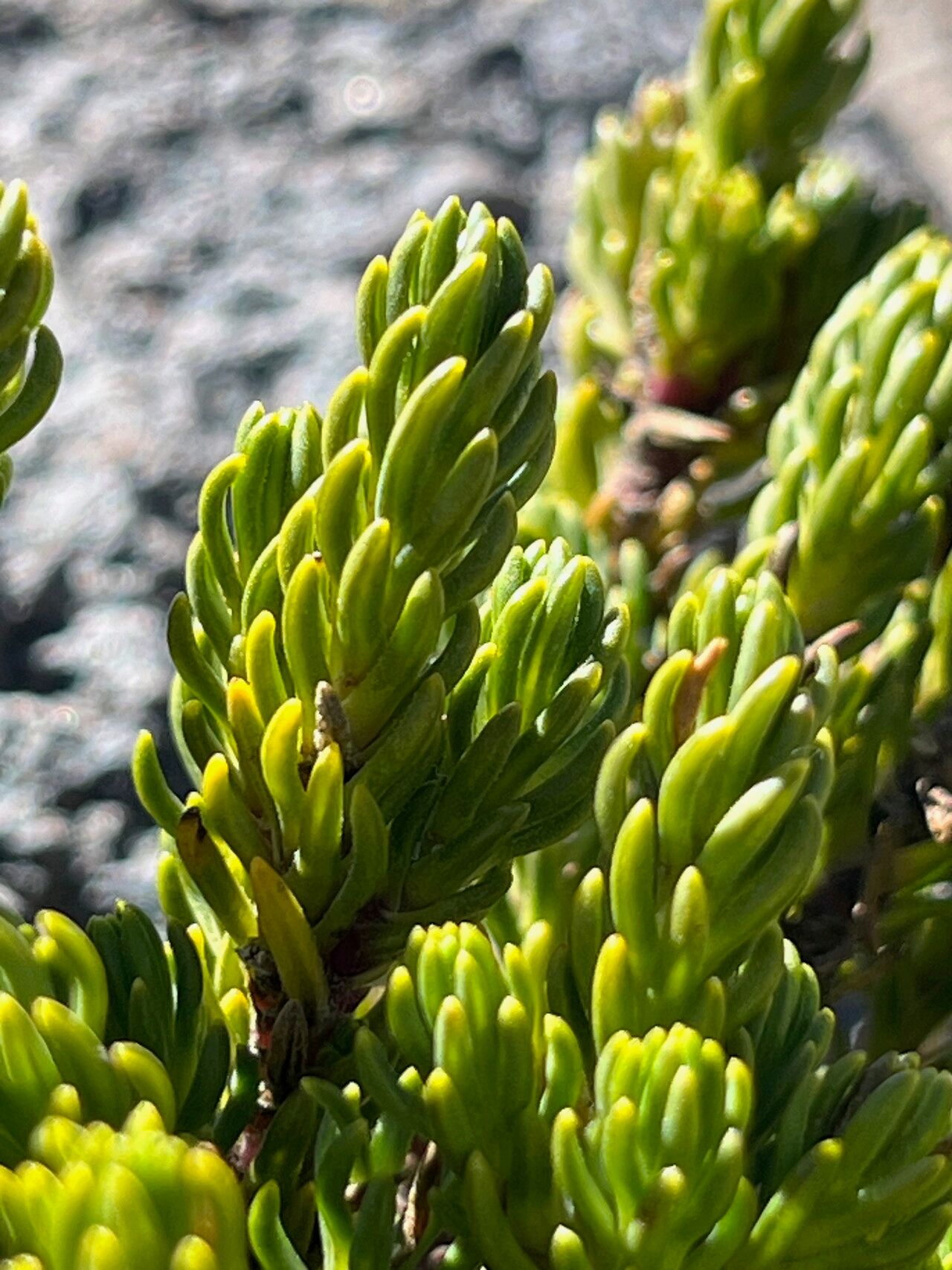 Werneria ciliolata — related species from the same genus