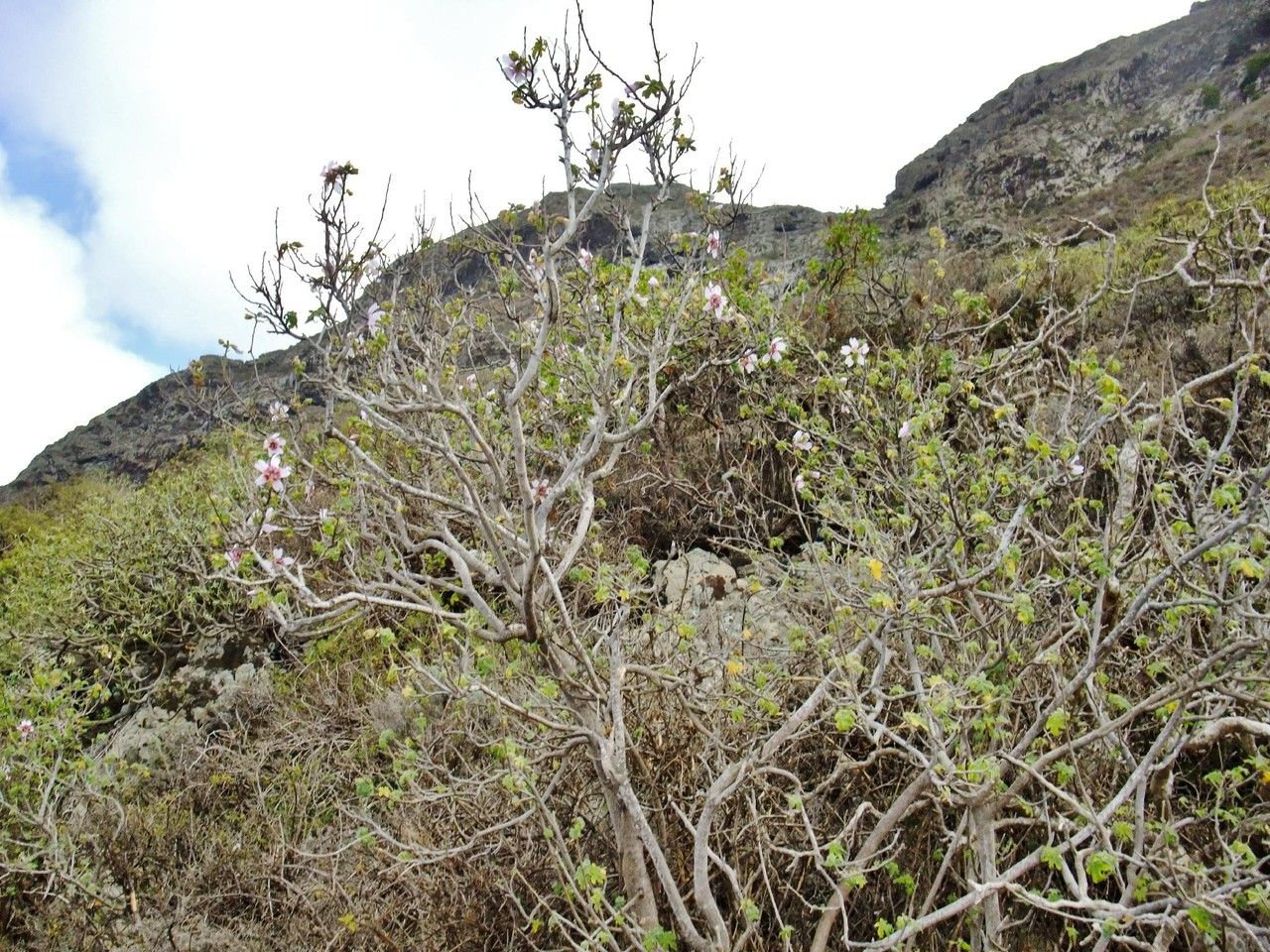 Lavatera phoenicea habit