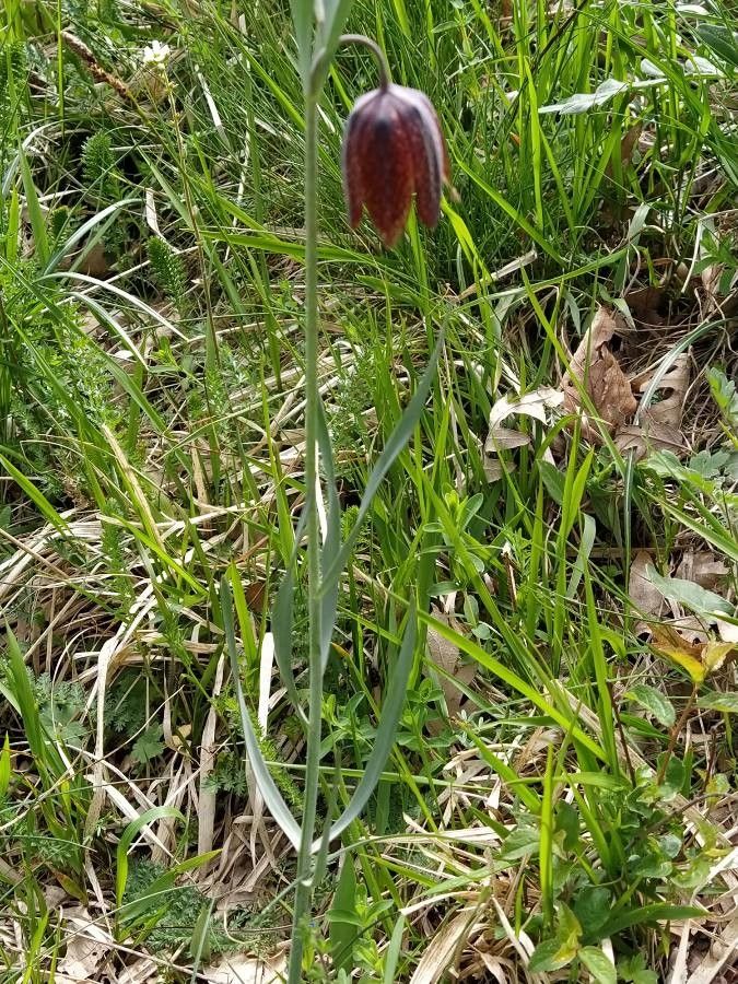 Fritillaria montana habit