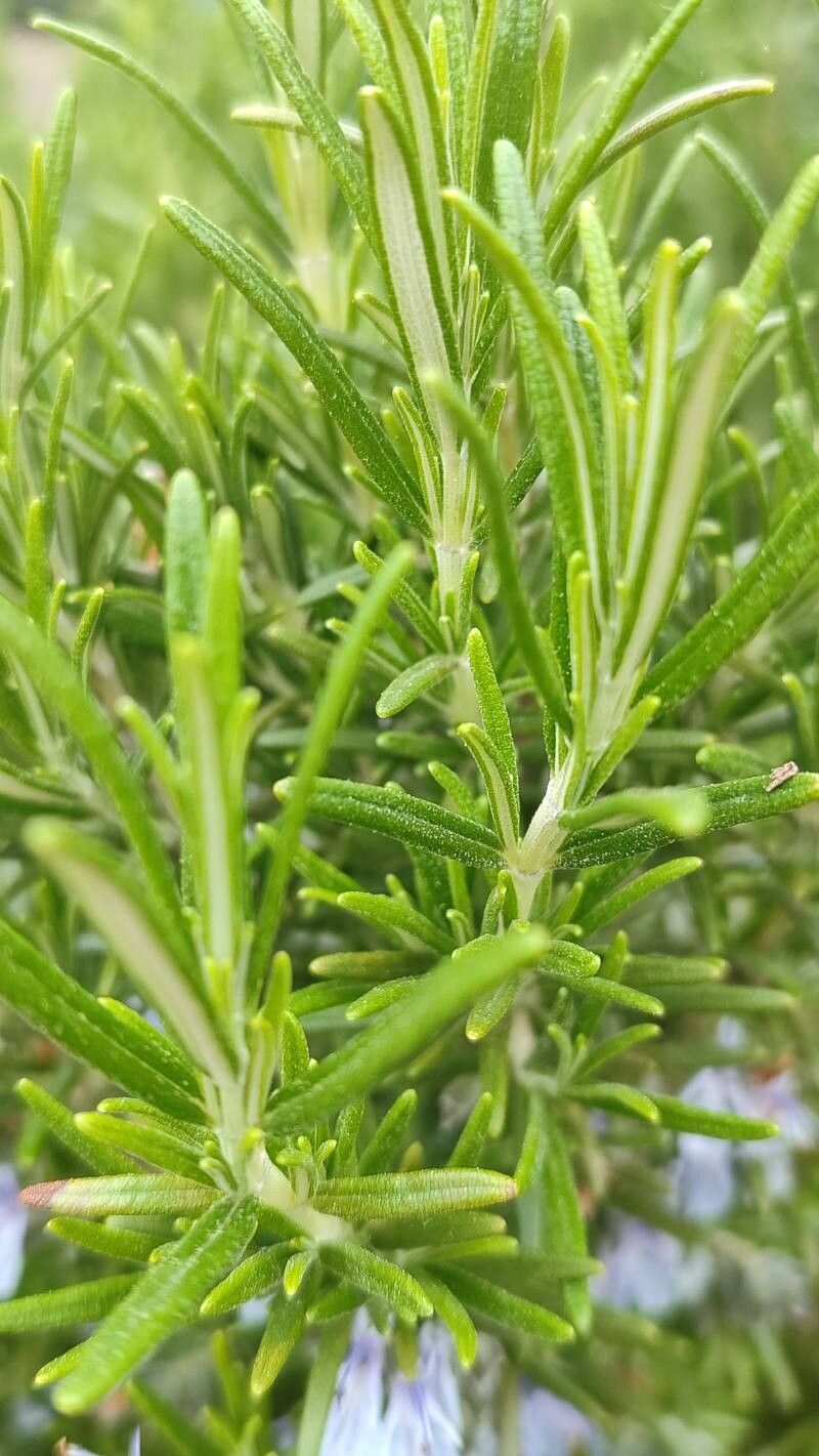 Salvia jordanii leaf