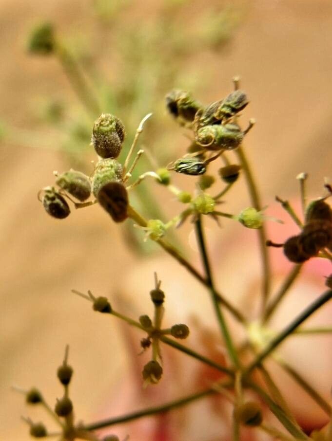 Peucedanum officinale fruit
