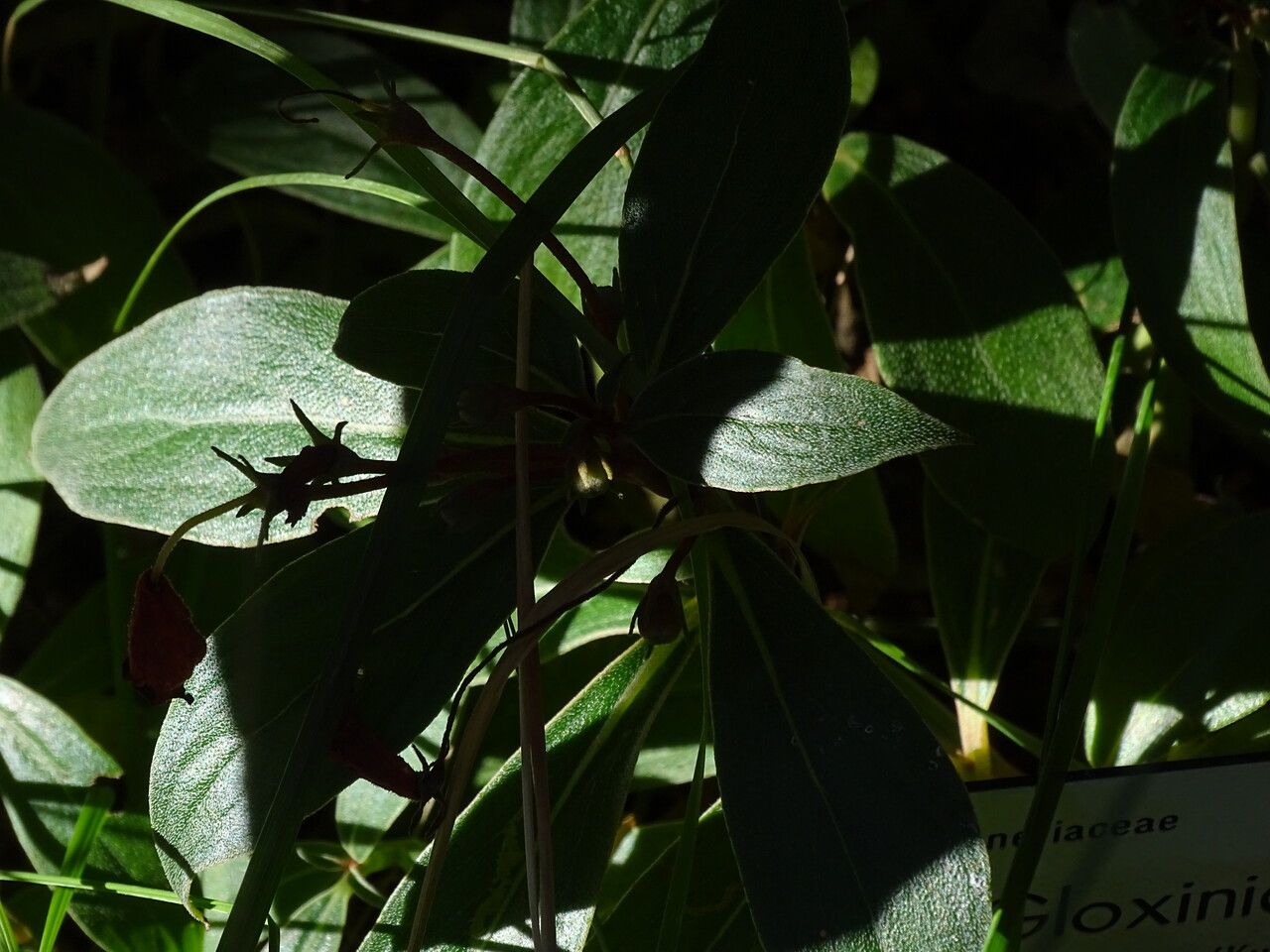 Seemannia sylvatica — related species from the same genus