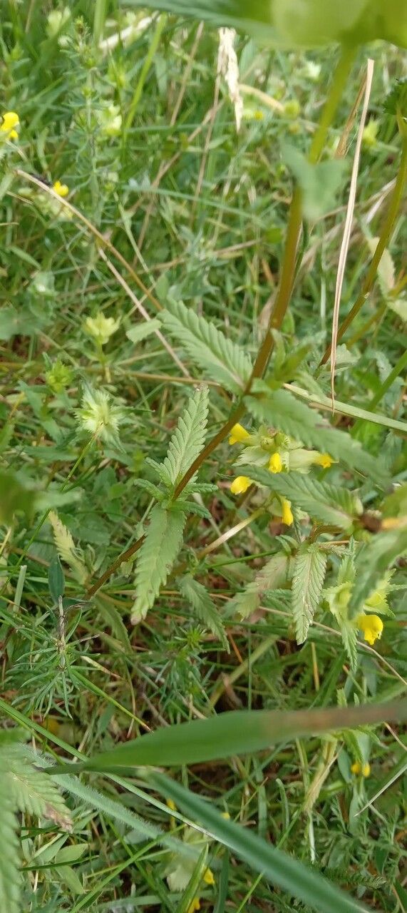 Rhinanthus angustifolius