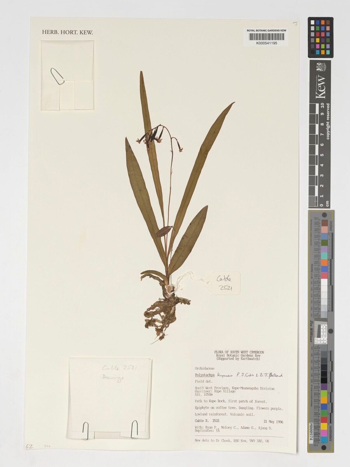 Polystachya kupensis — houseplant care guide