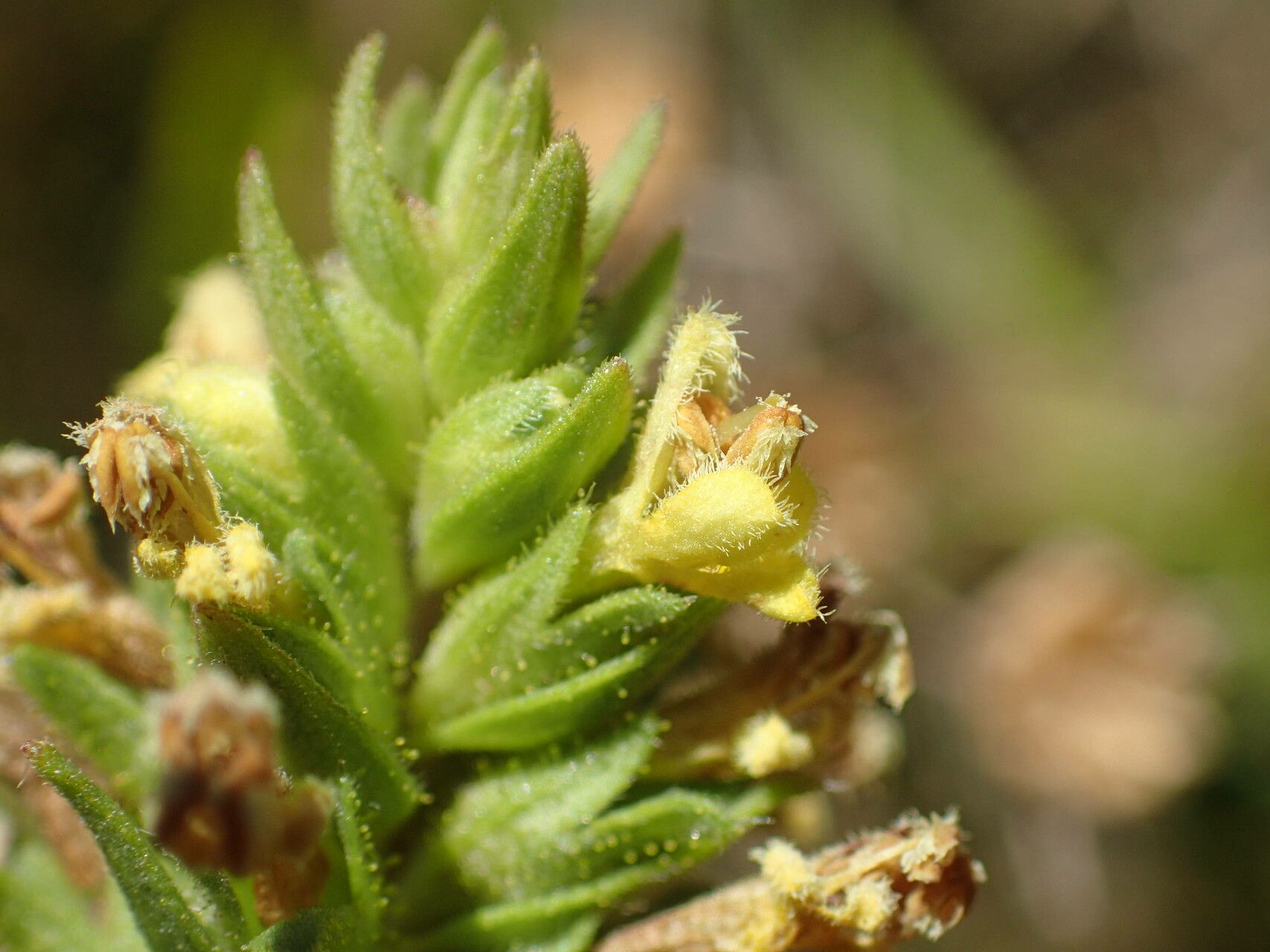 Odontites cebennensis flower