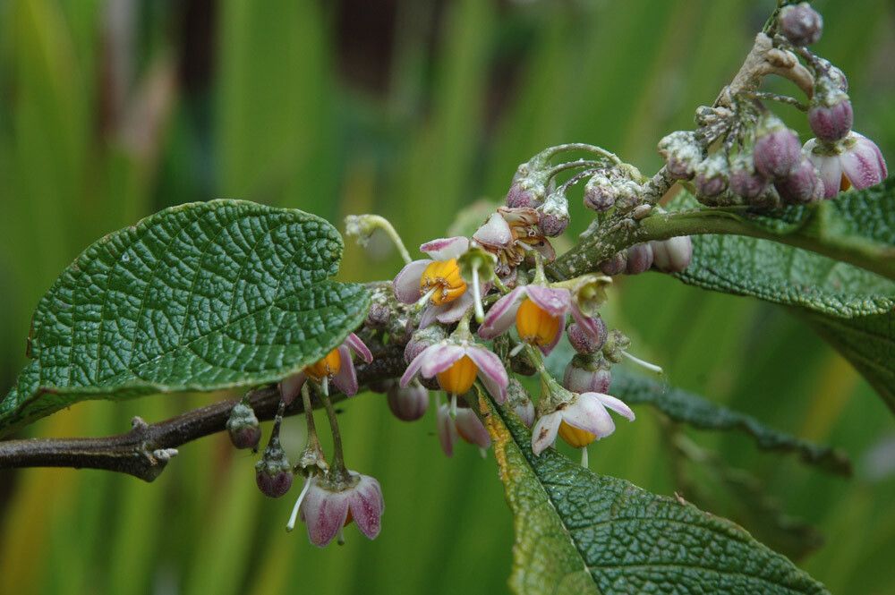 Solanum maturecalvans flower