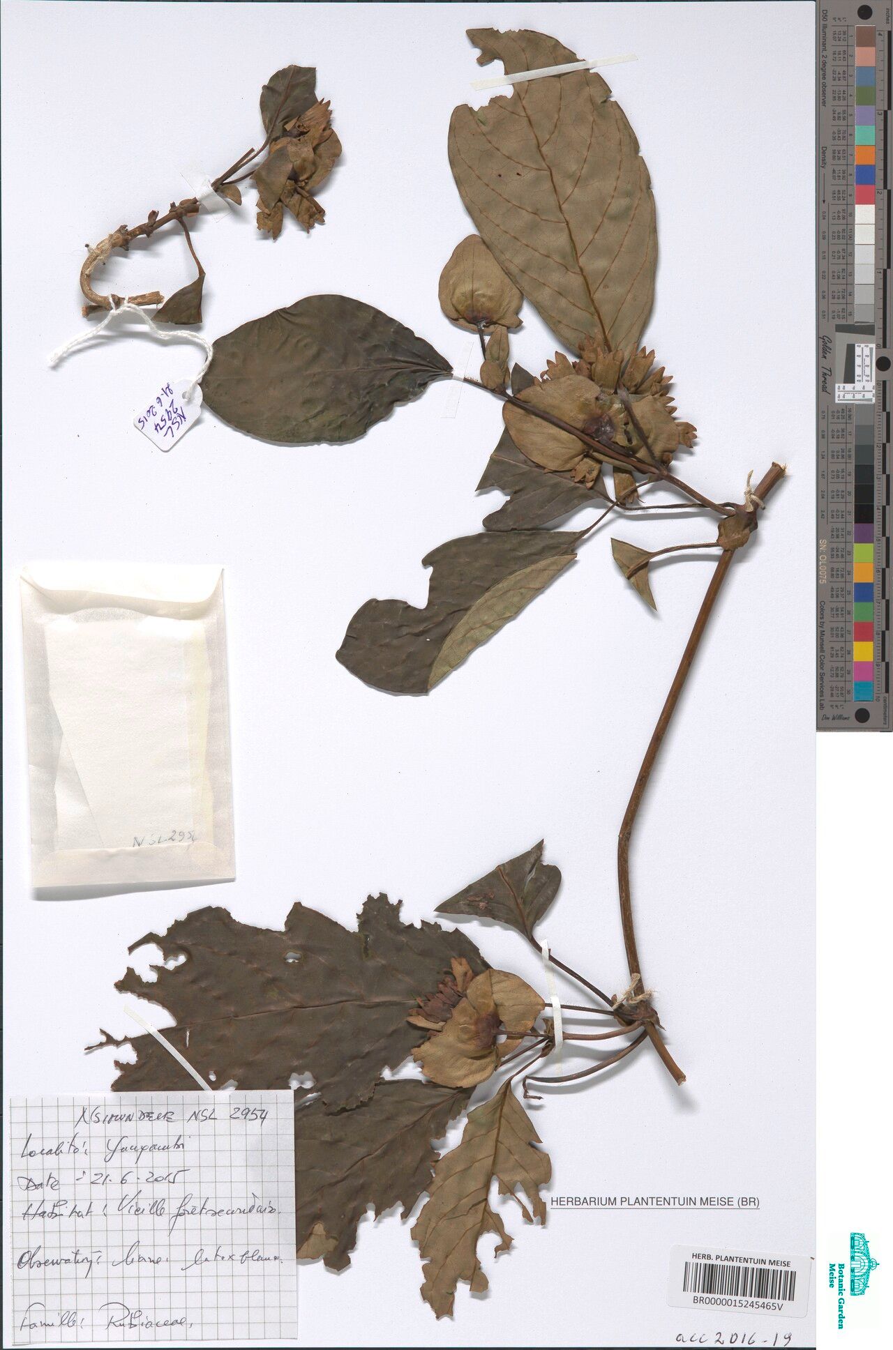 Sabicea dewevrei — houseplant care guide