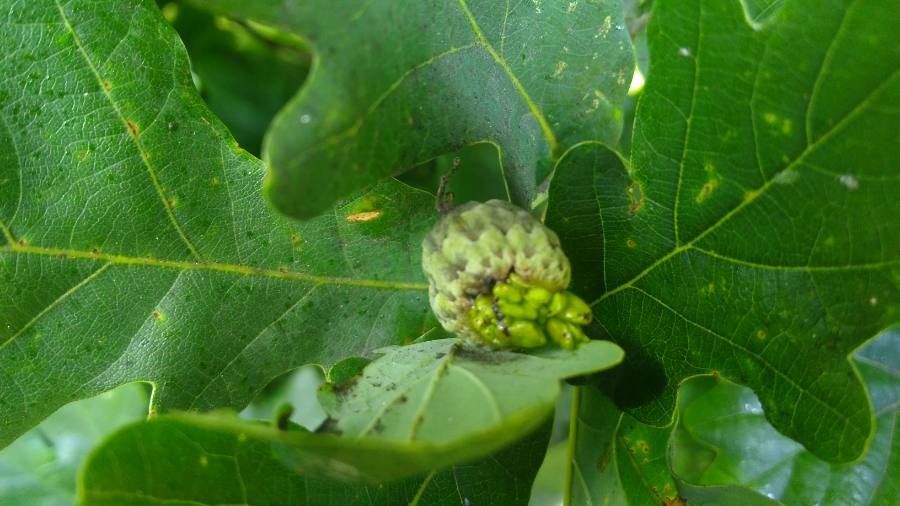 Quercus dentata fruit
