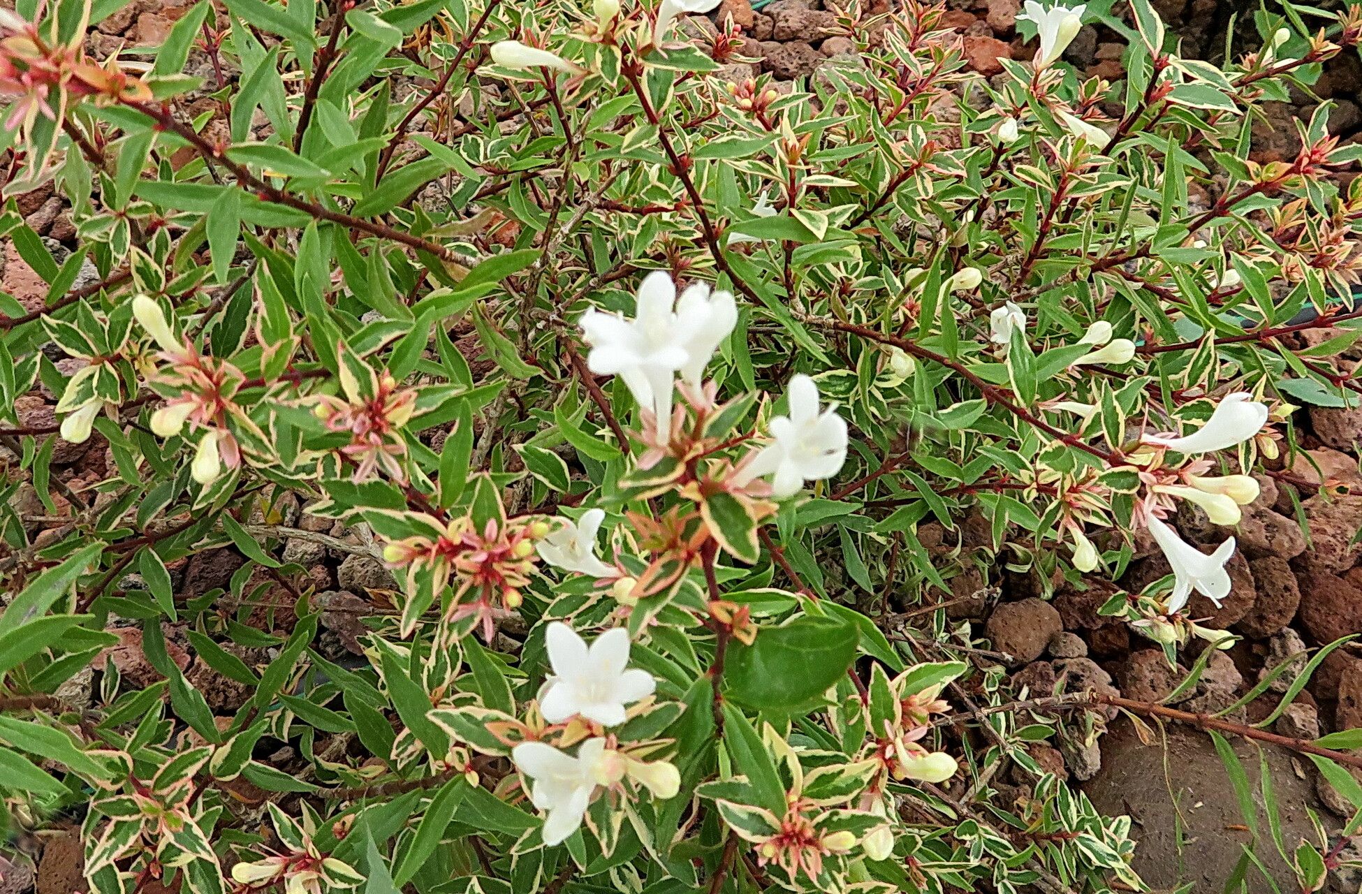 Zabelia biflora fruit