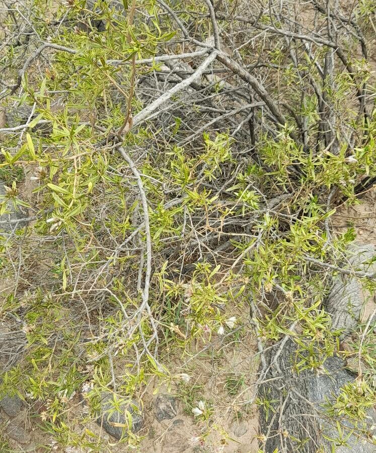 Gochnatia glutinosa habit