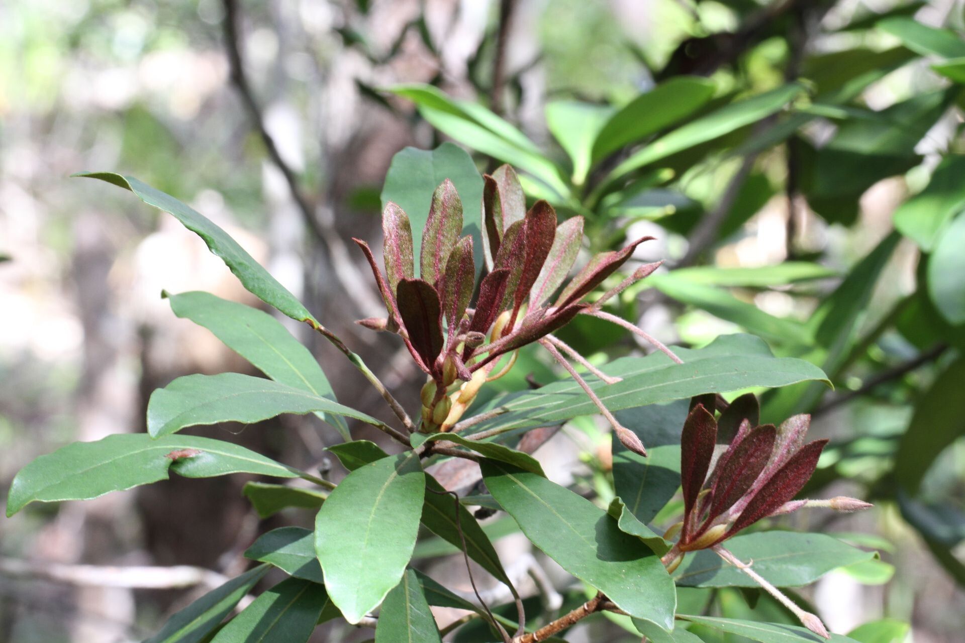 Pittosporum hematomallum — search result for 'Pittosporum'