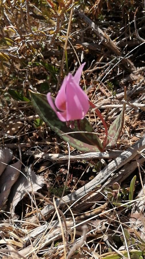 Erythronium sibiricum flower