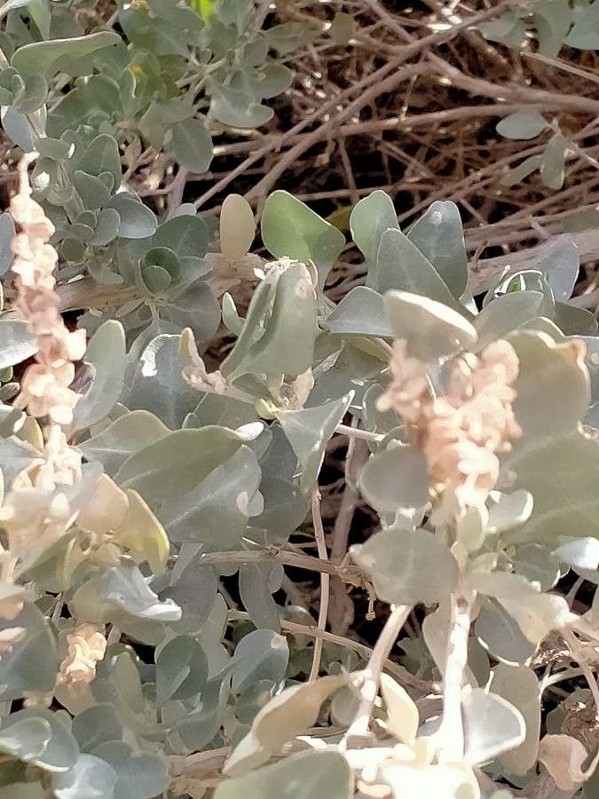 Atriplex halimus
