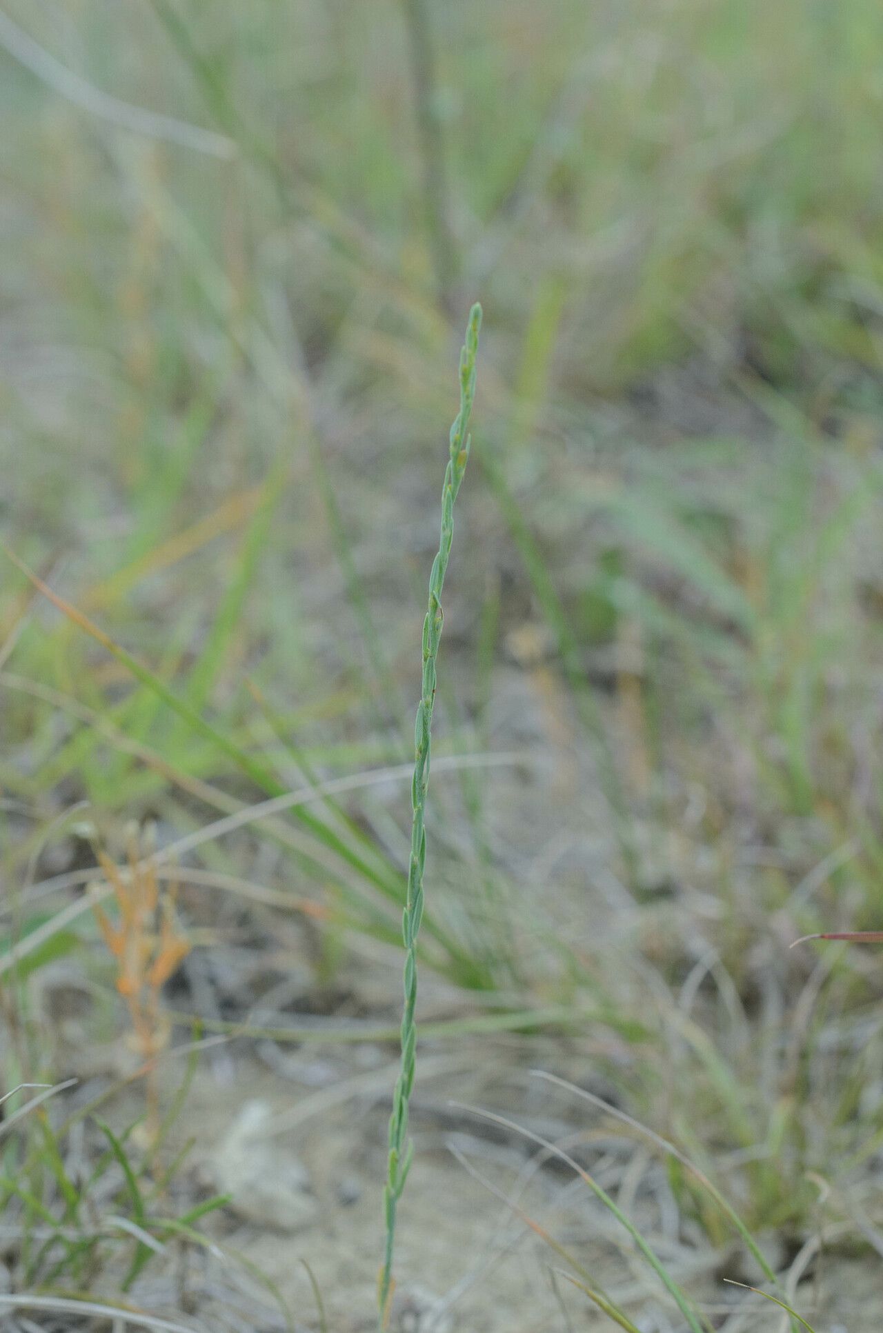 Thymelaea gussonei flower