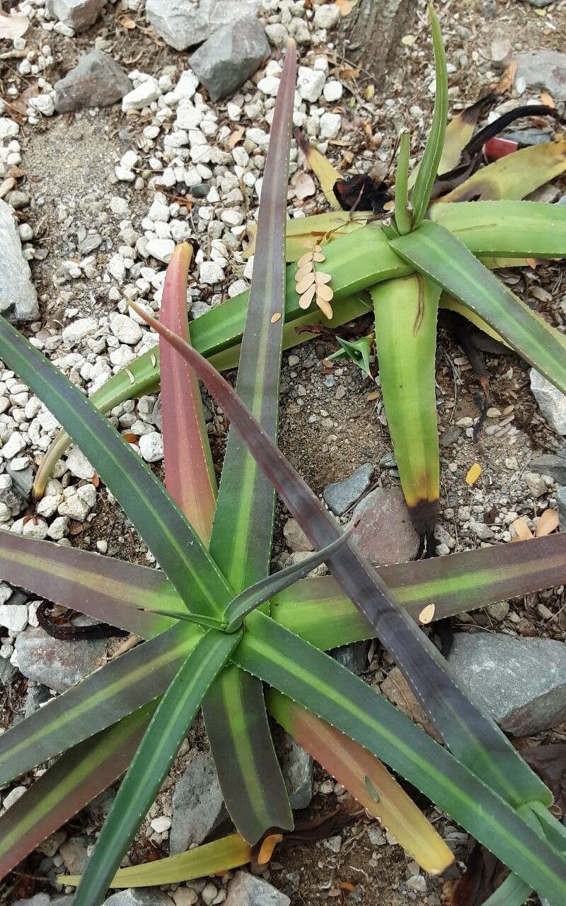 Agave nizandensis — houseplant care guide