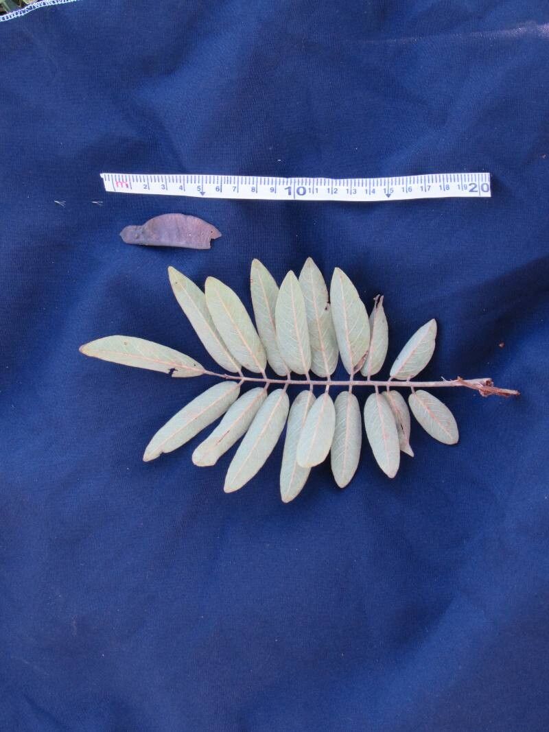 Machaerium cobanense — houseplant care guide