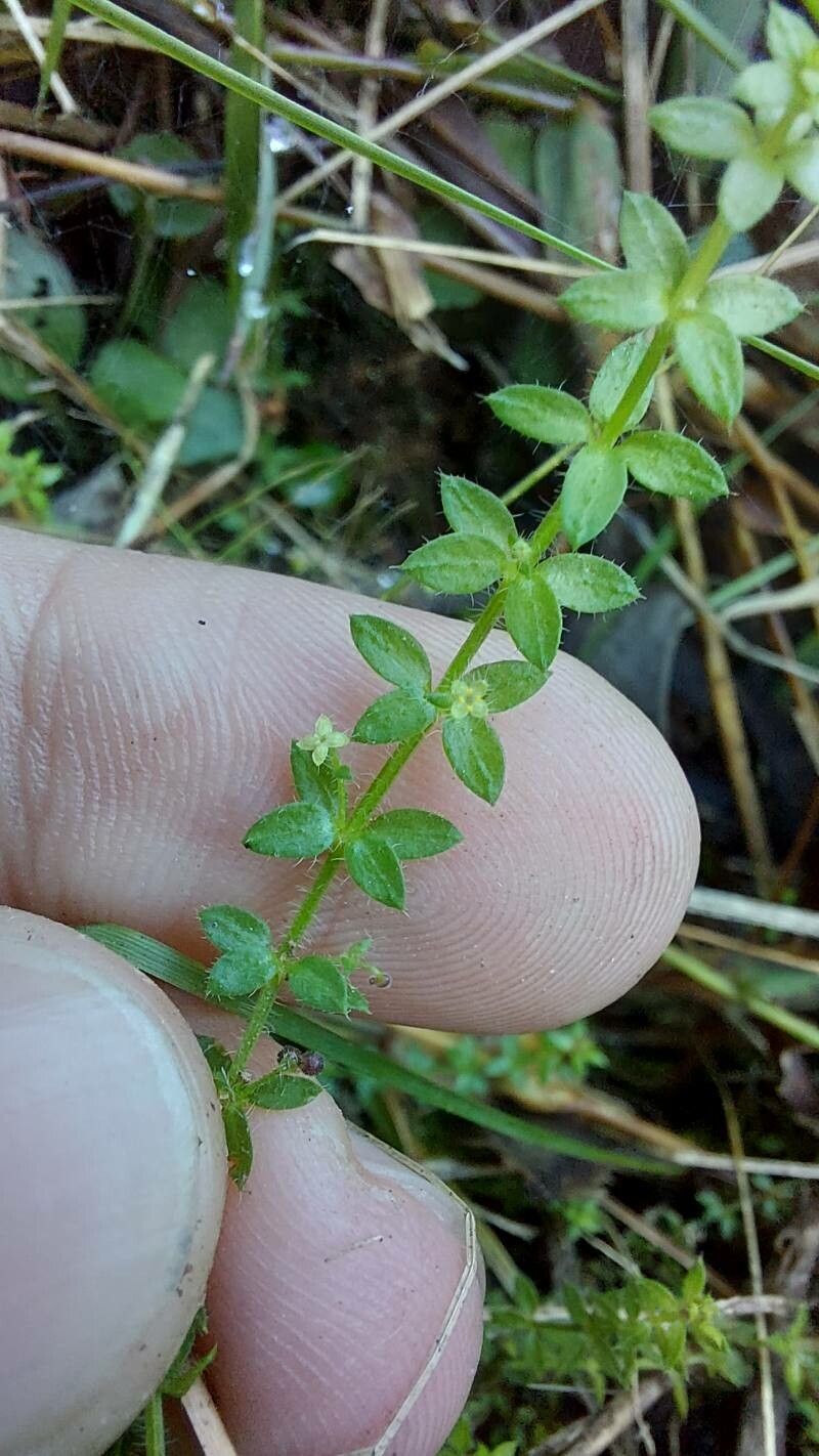 Galium humile flower