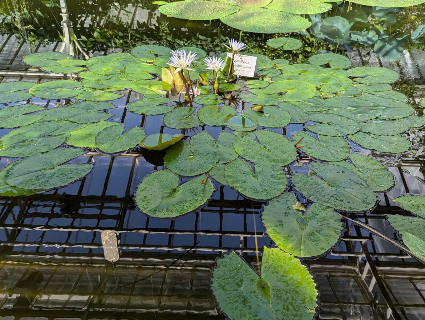 Nymphaea × daubenyana habit
