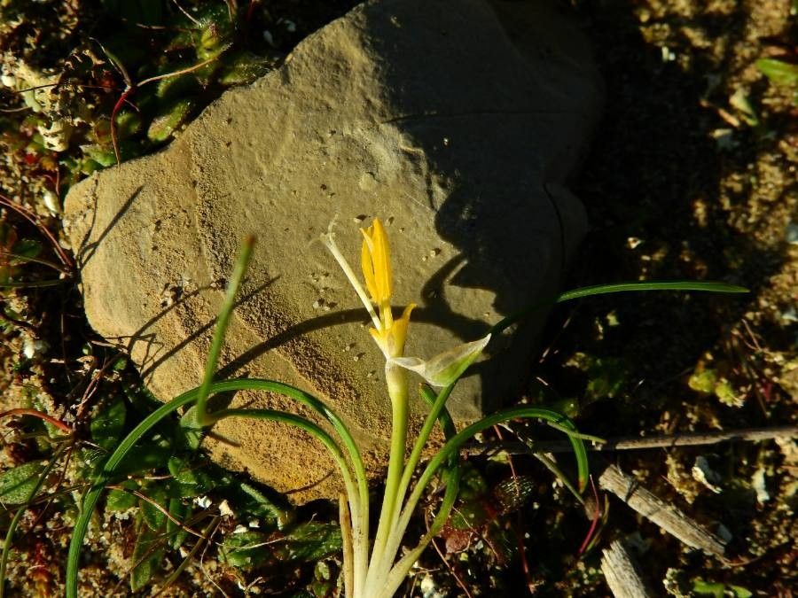 Romulea rollii other