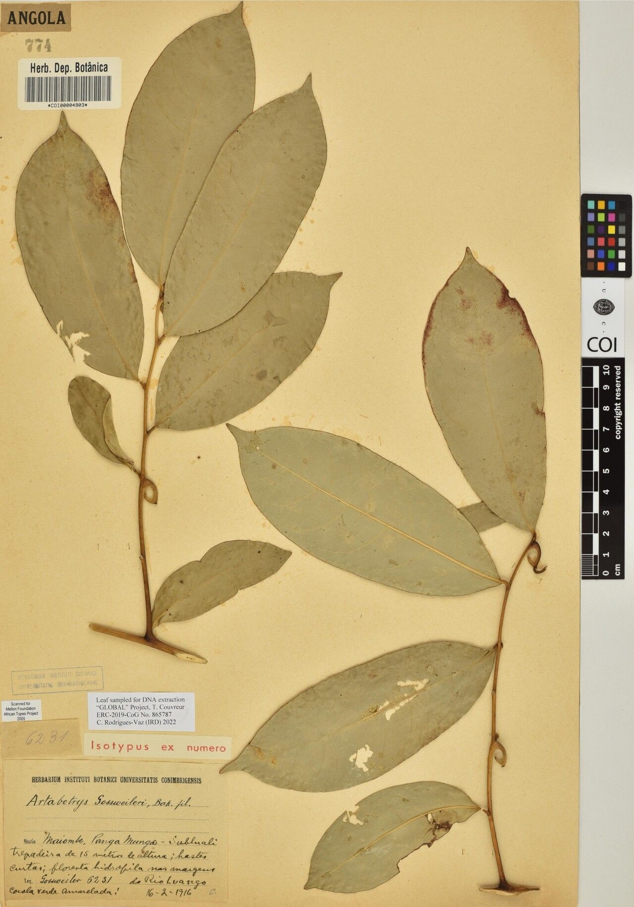 Artabotrys gossweileri — houseplant care guide