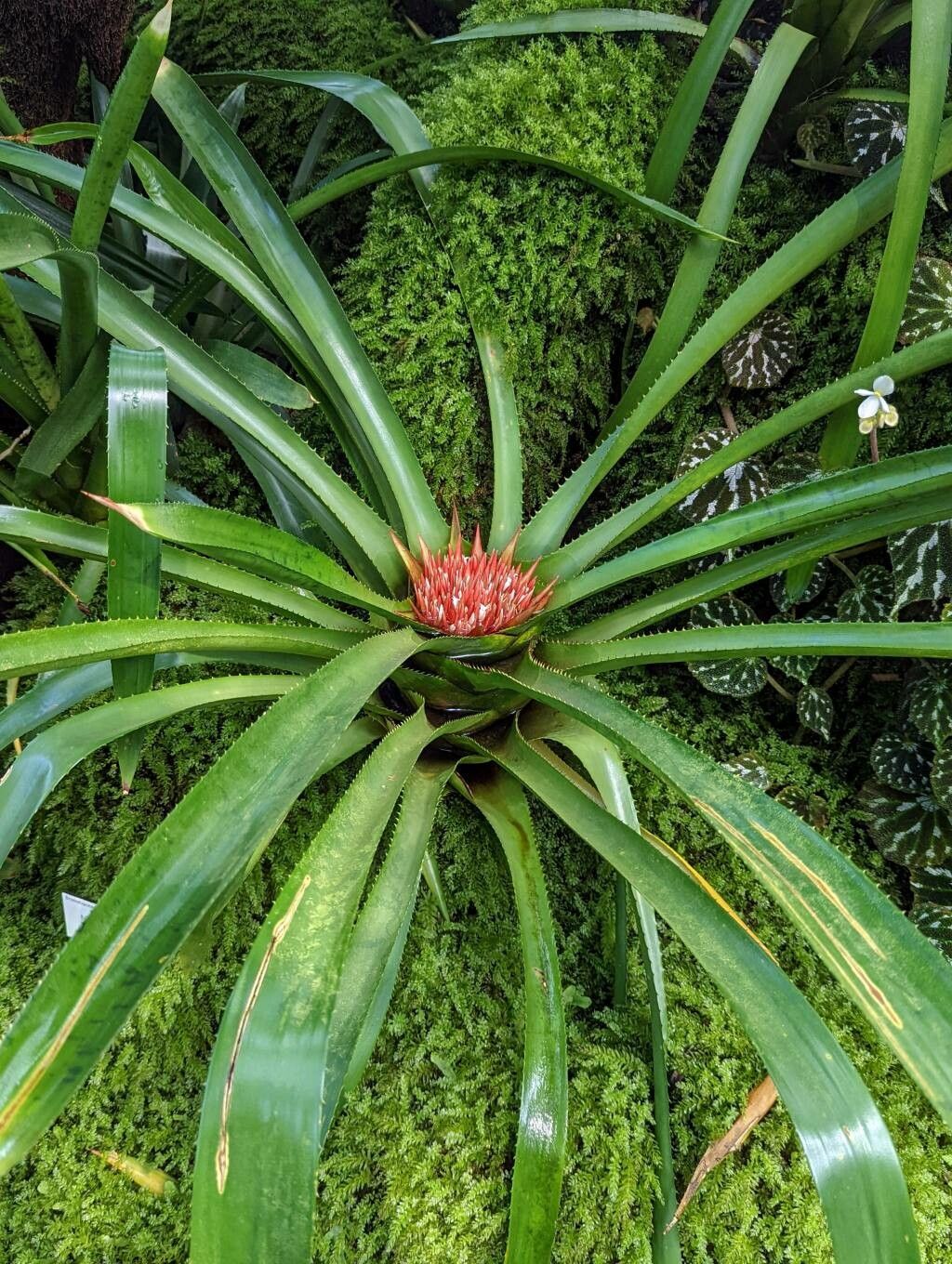 Nidularium amazonicum habit