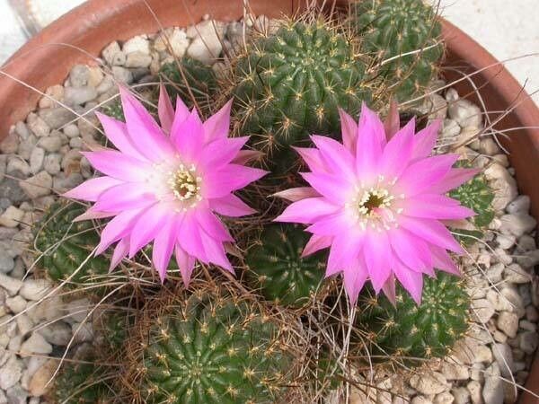Echinopsis backebergii flower