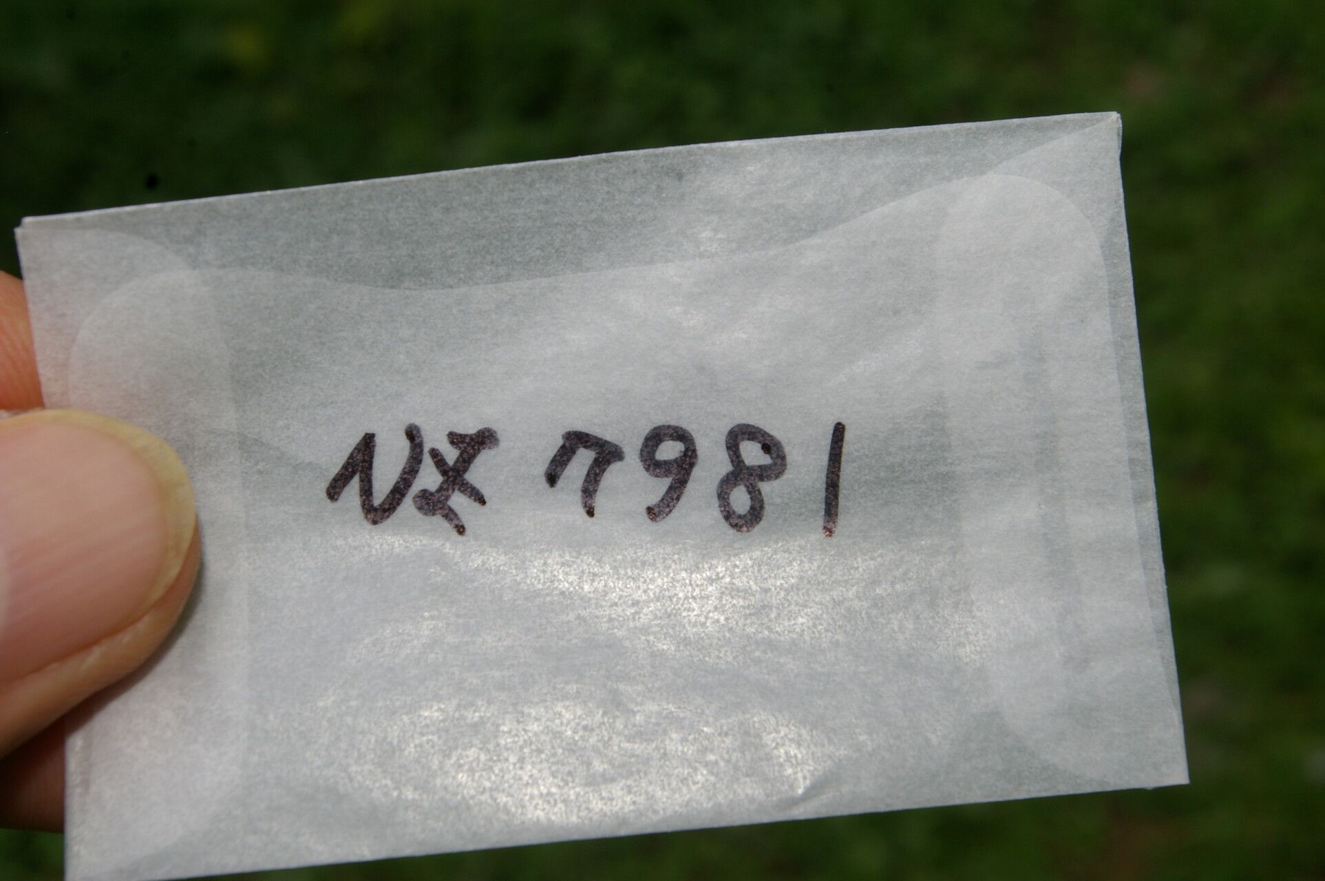 Ixophorus unisetus fruit