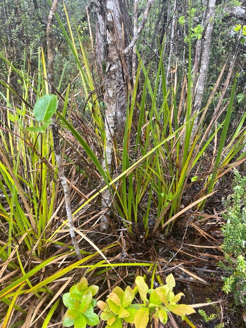 Machaerina angustifolia — related species from the same genus