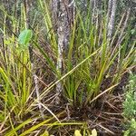 Machaerina angustifolia