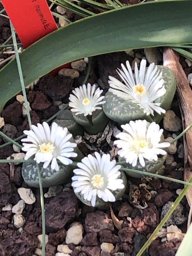 Lithops marmorata flower