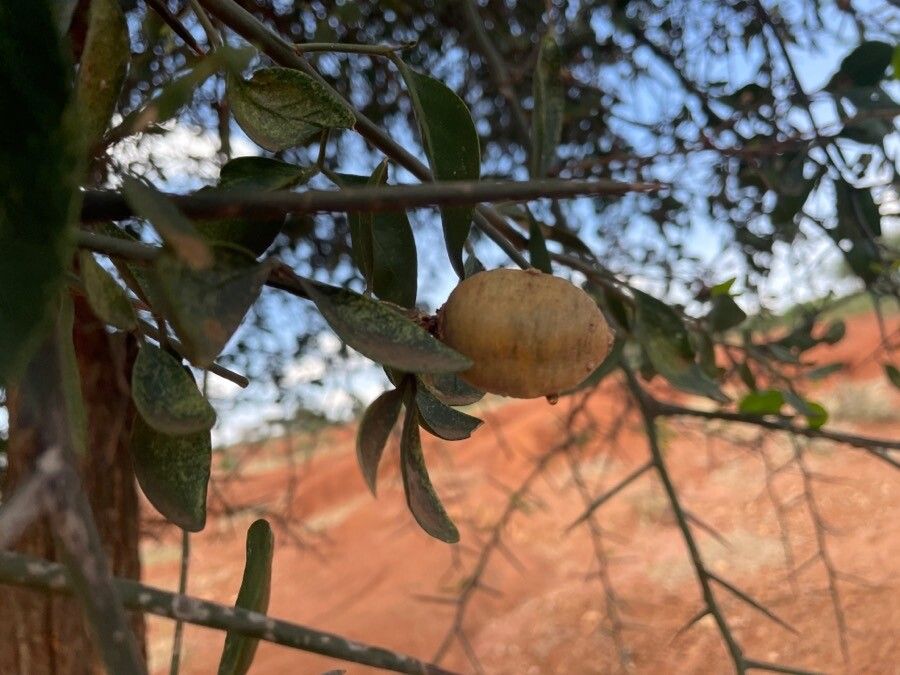 Balanites aegyptiaca fruit