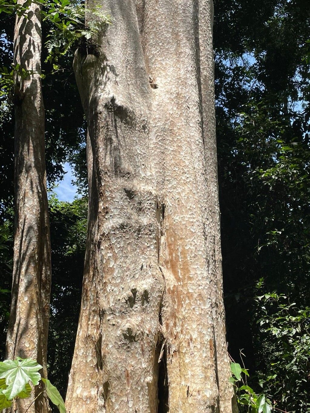 Lagerstroemia calyculata bark