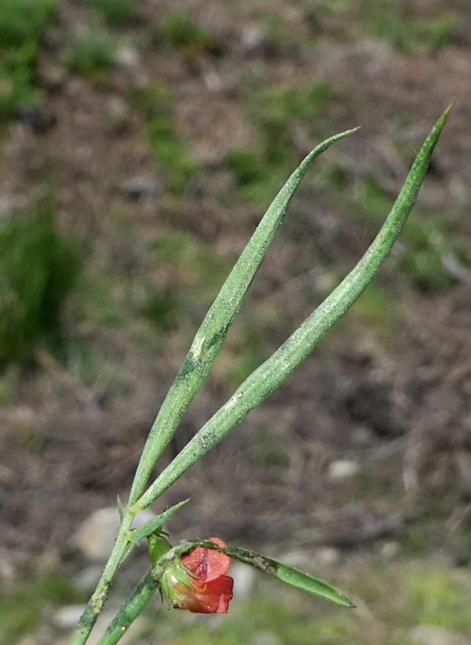 Lathyrus cicera leaf