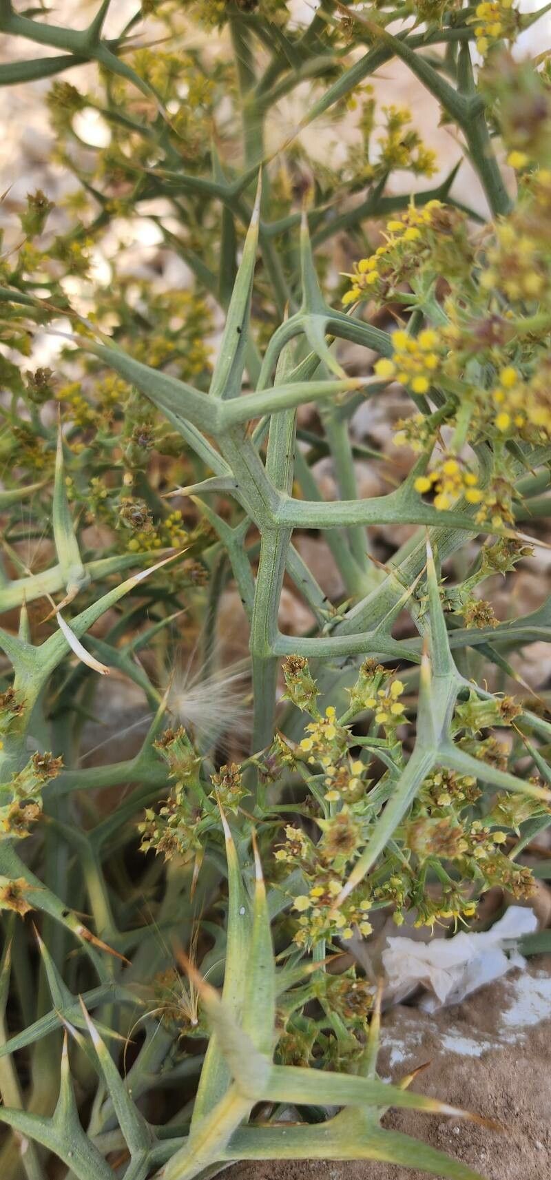 Echinophora sibthorpiana — related species from the same genus