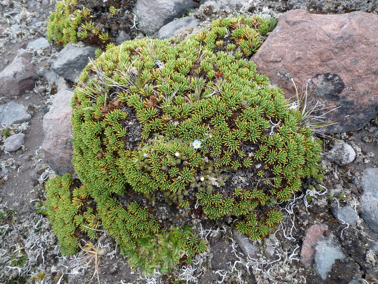Xenophyllum rigidum habit