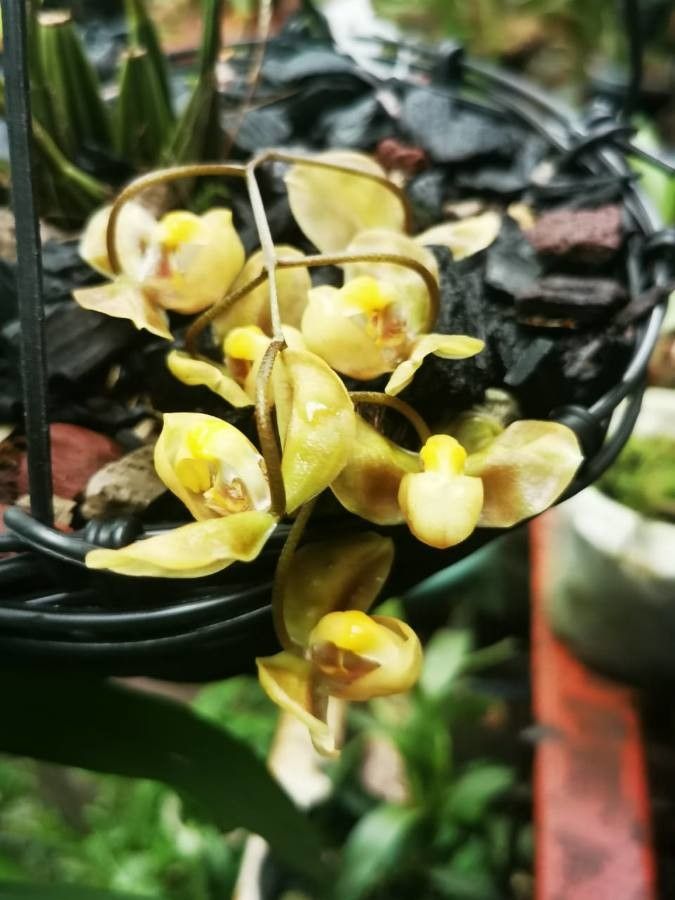 Gongora armeniaca flower