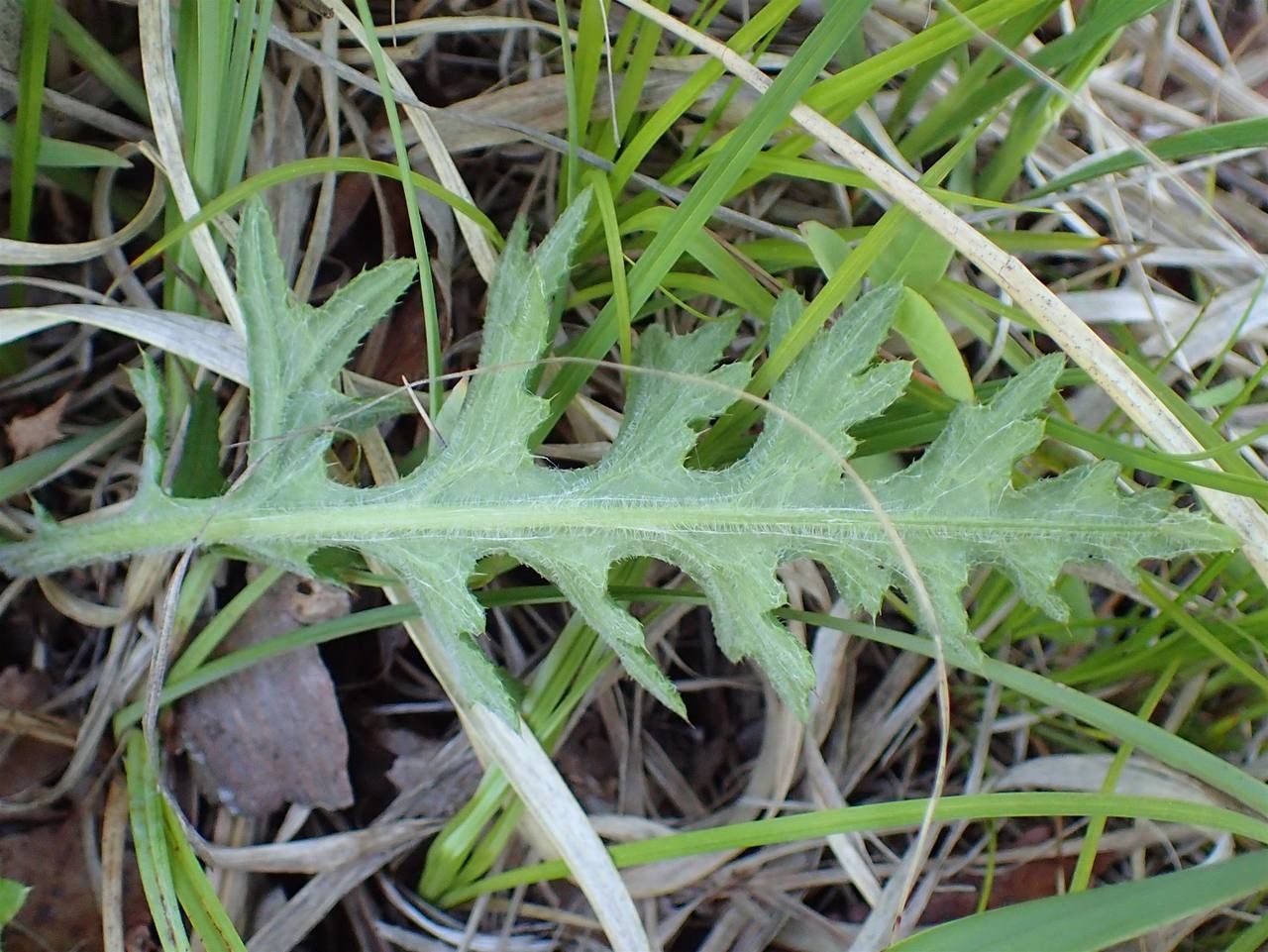 Cirsium tuberosum leaf