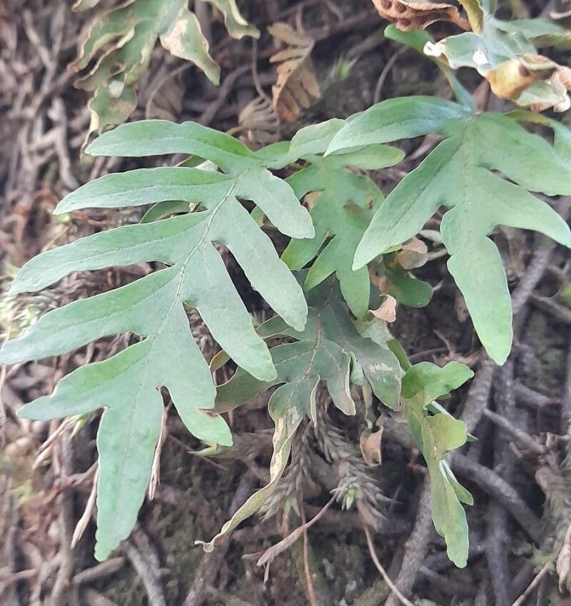 Phlebodium areolatum