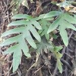 Phlebodium areolatum