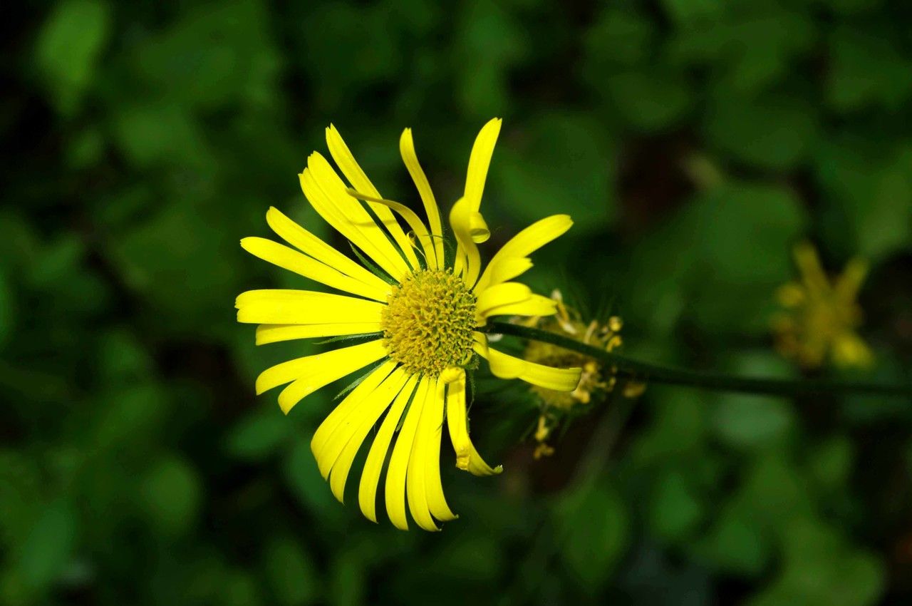 Doronicum x excelsum flower