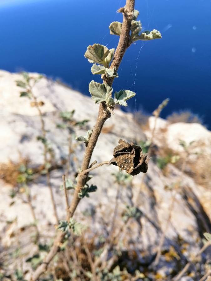 Malva subovata fruit