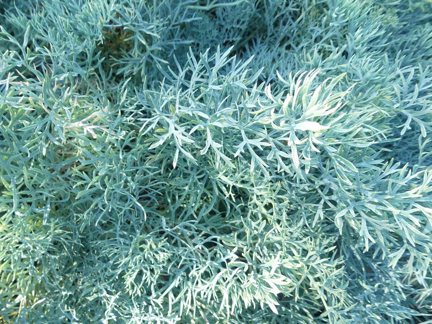 Seseli gummiferum leaf