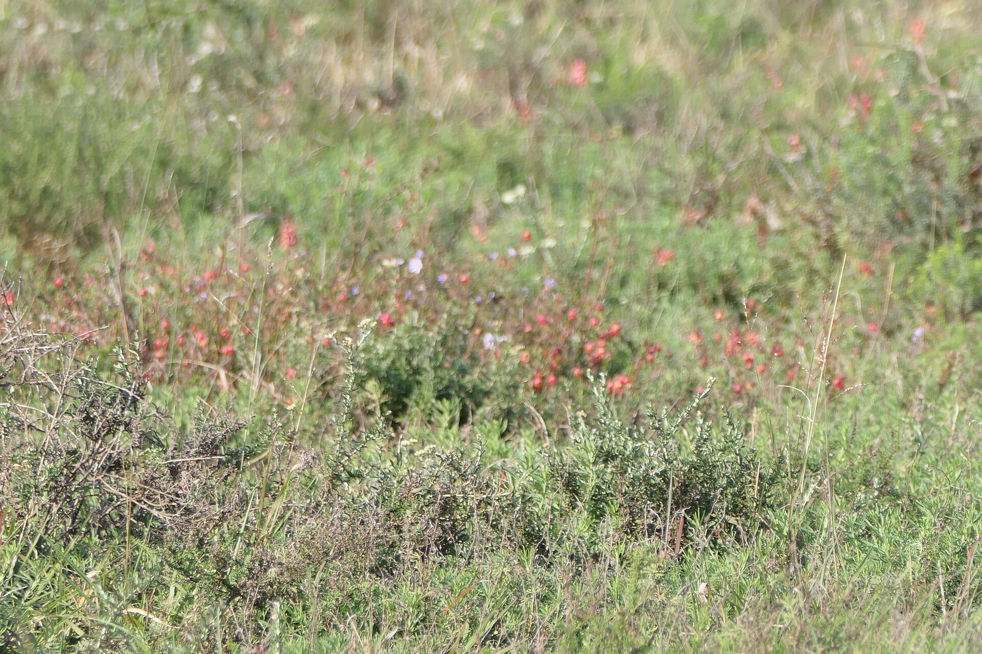 Indigofera heterophylla flower