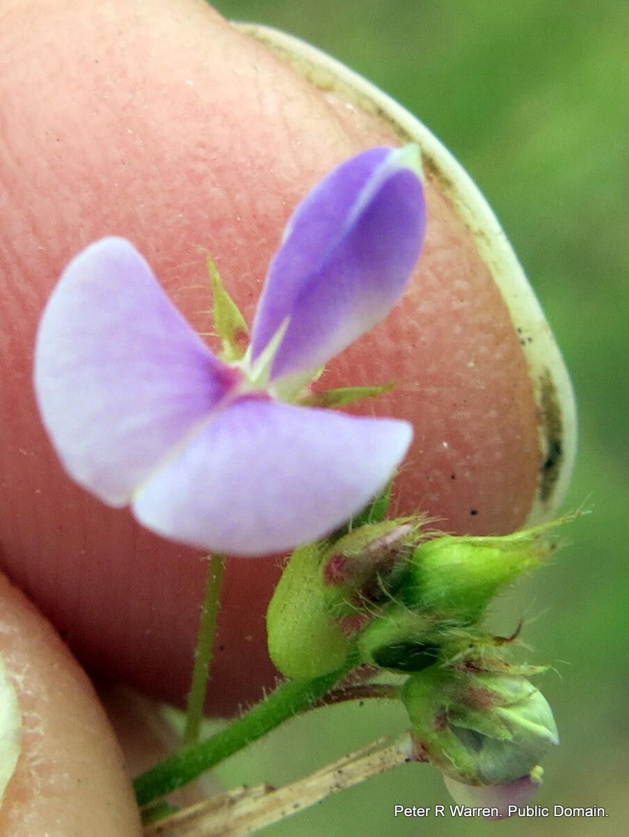 Grona setigera flower