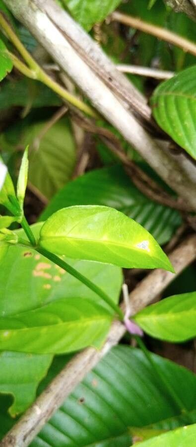 Peristrophe bivalvis — search result for 'Acanthaceae'