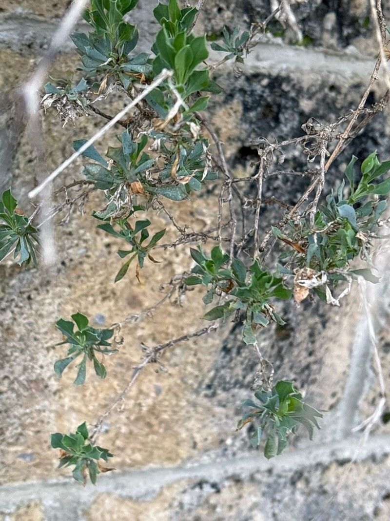 Silene chlorifolia — houseplant care guide