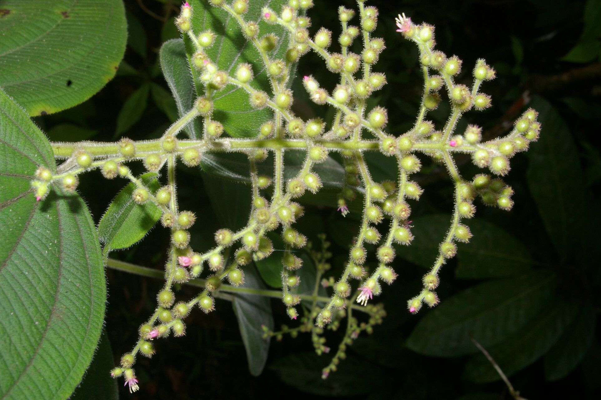 Leandra mexicana fruit